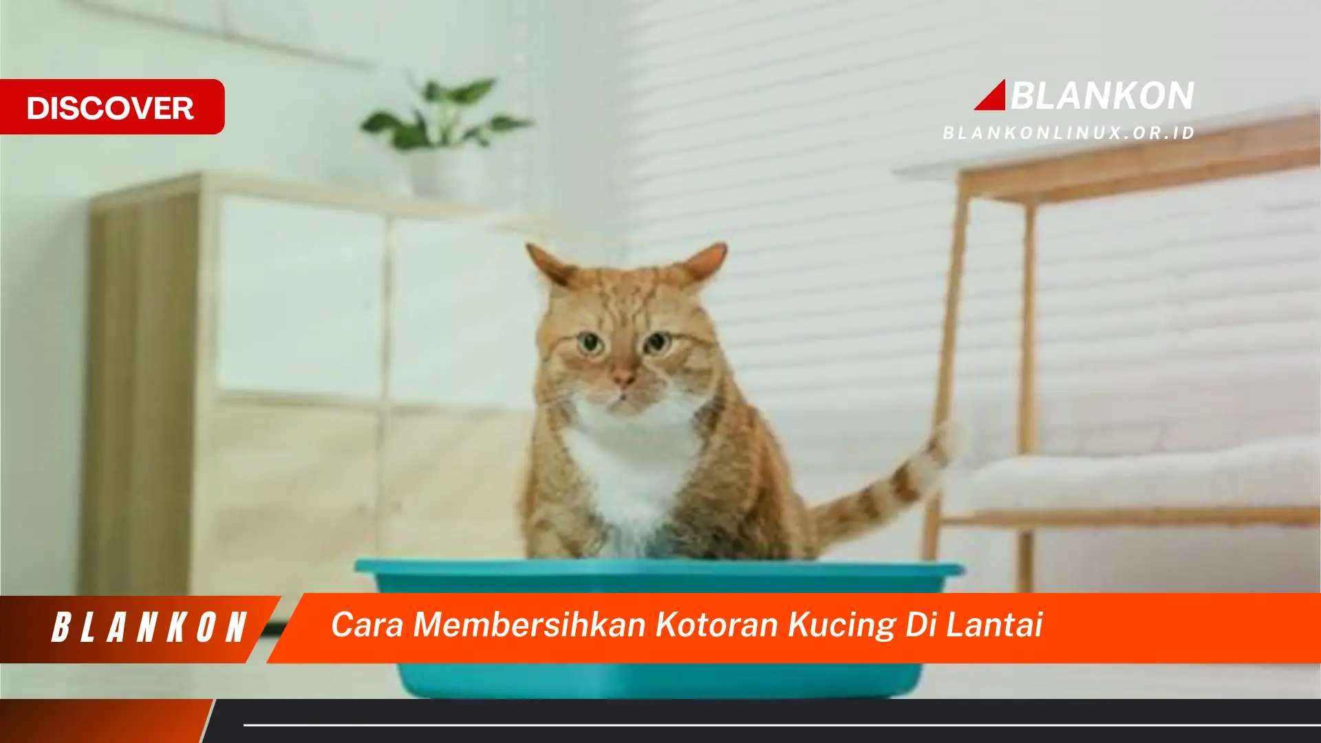cara membersihkan kotoran kucing di lantai cara membersihkan kotoran kucing di lantai