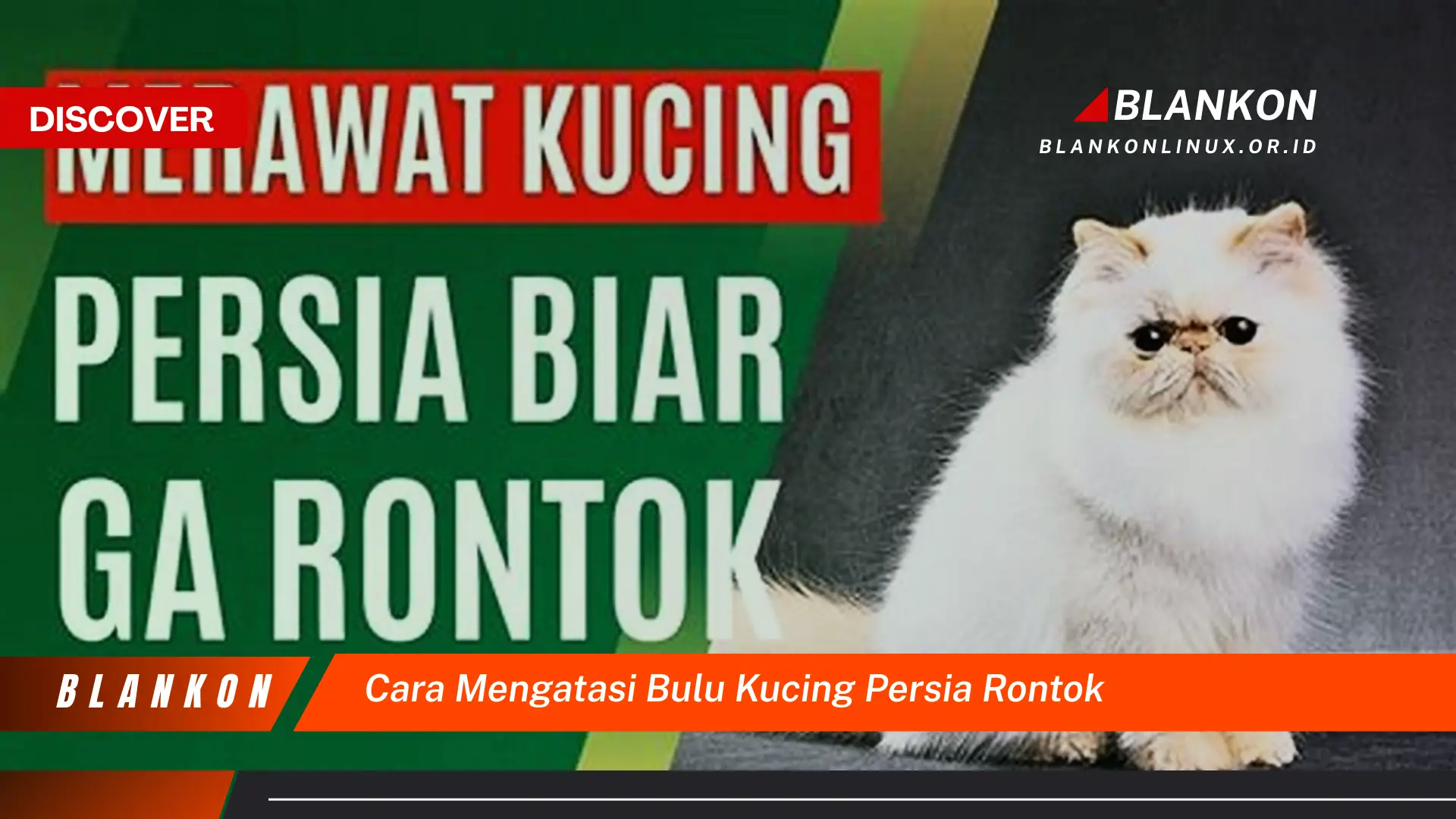 cara mengatasi bulu kucing persia rontok