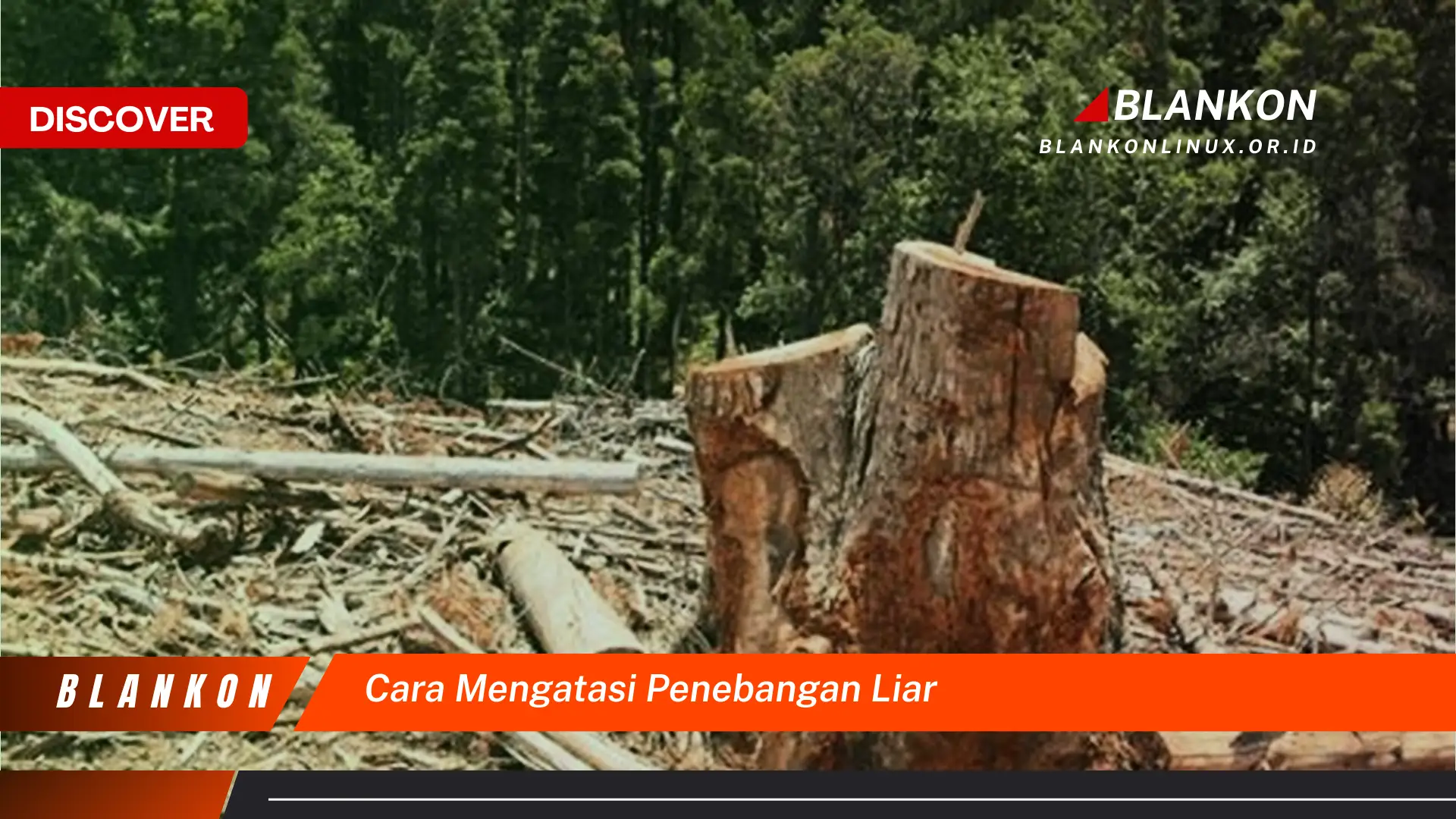 cara mengatasi penebangan liar