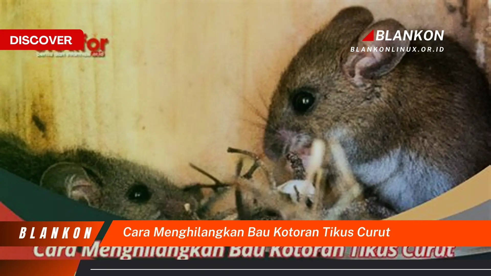 cara menghilangkan bau kotoran tikus curut cara menghilangkan bau kotoran tikus curut