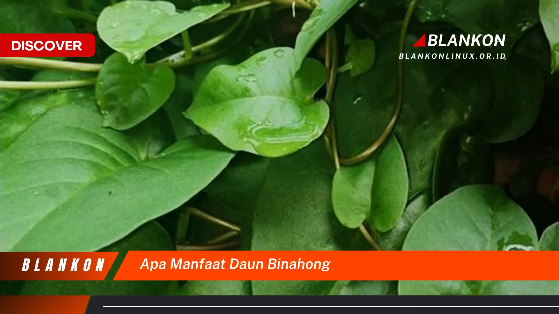 Ketahui 9 Manfaat Daun Binahong yang Jarang Diketahui