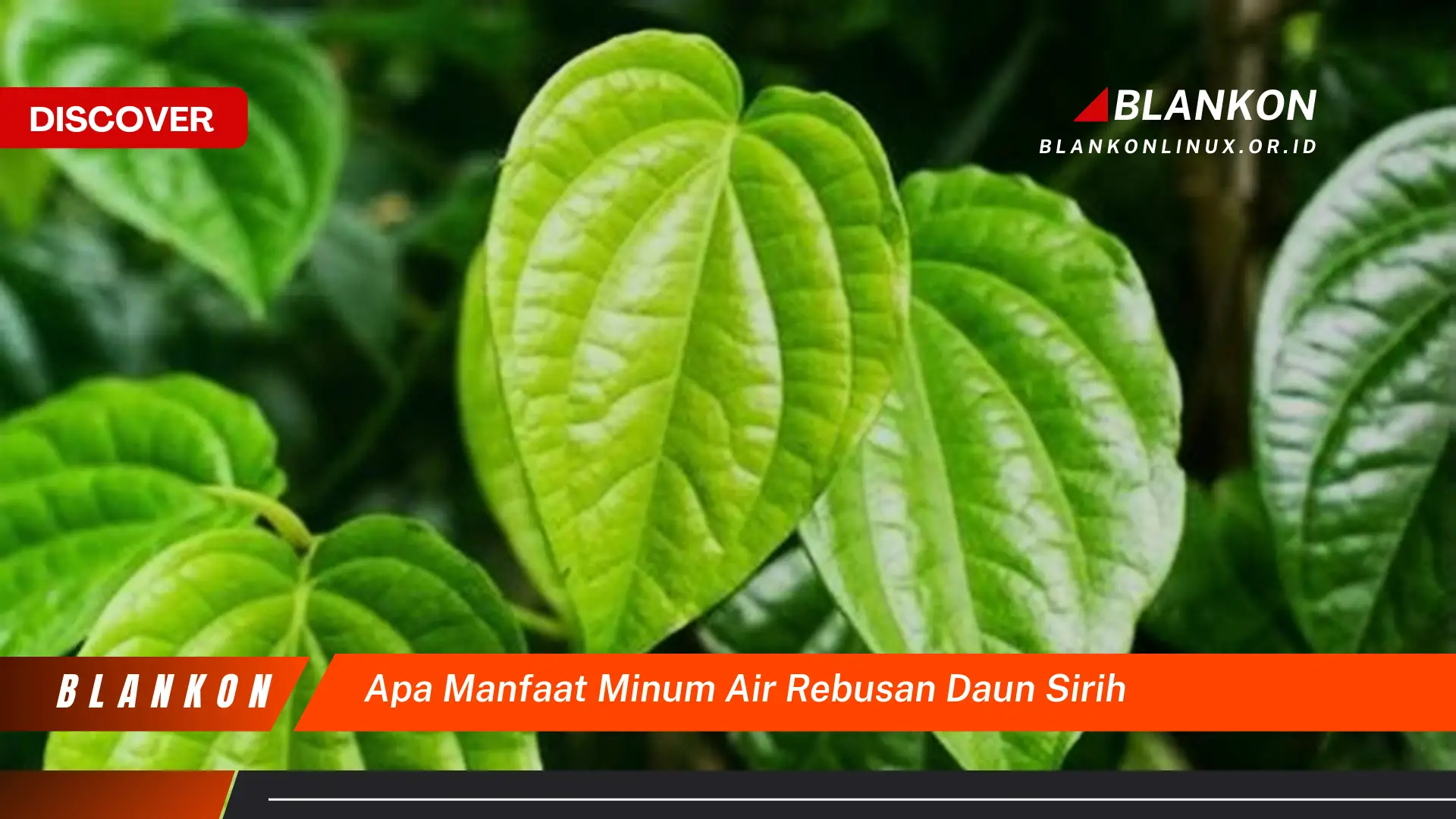 Ketahui 10 Manfaat Minum Air Rebusan Daun Sirih untuk Kesehatan Tubuh Anda