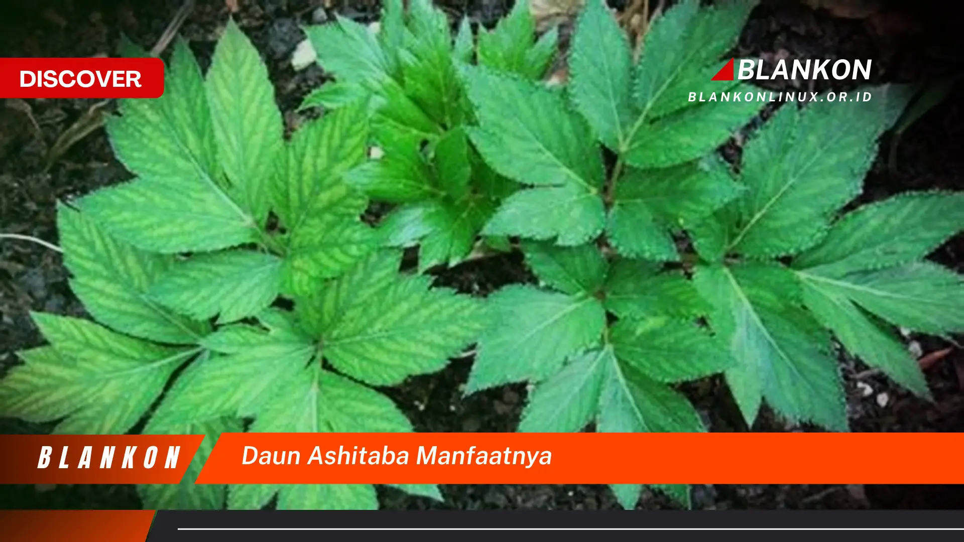 Ketahui 7 Manfaat Daun Ashitaba yang Jarang Diketahui