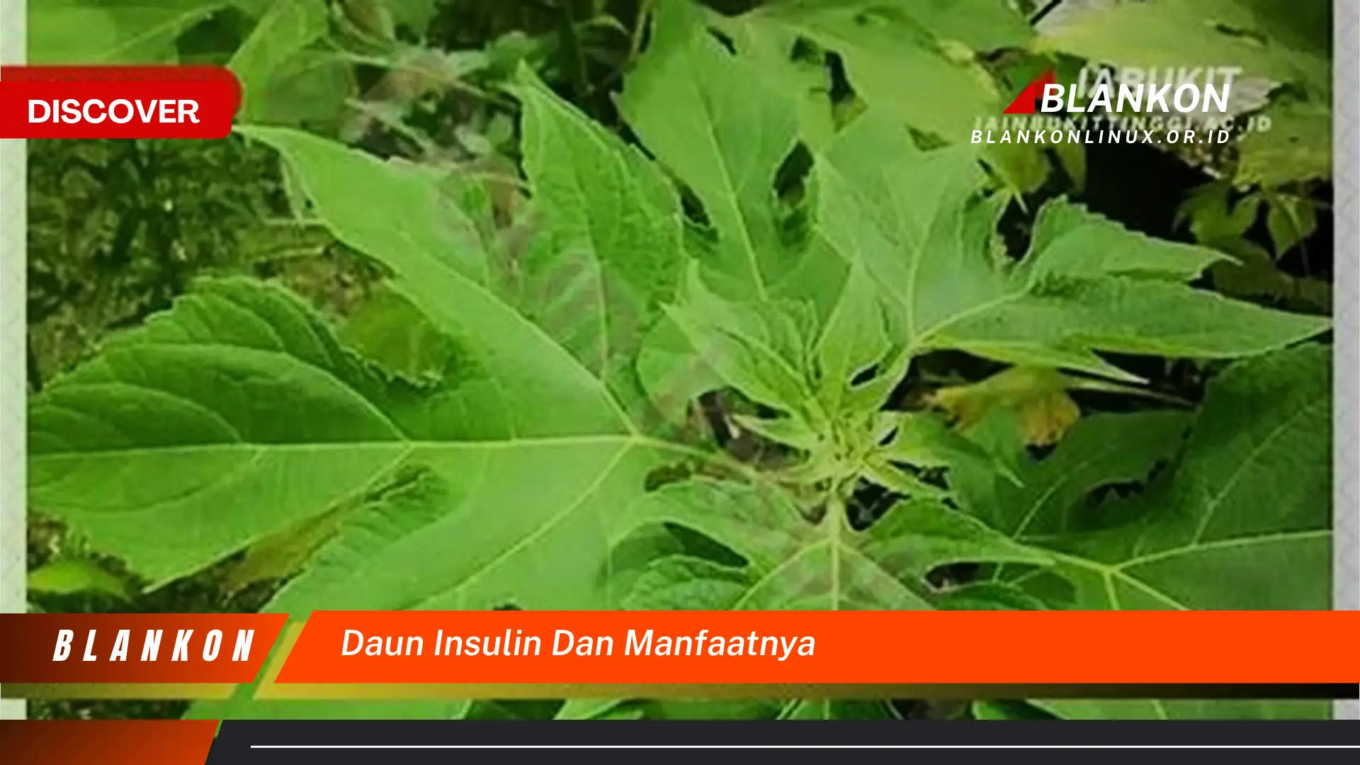 9 Manfaat Daun Insulin untuk Kesehatan Anda