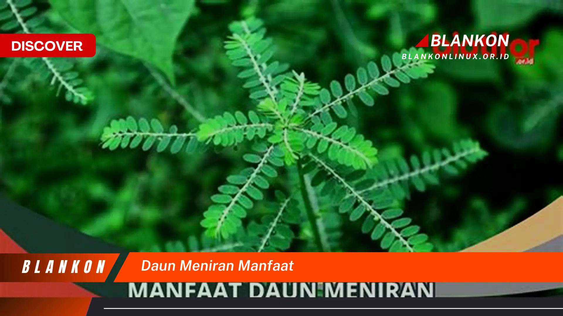 Ketahui 8 Manfaat Daun Meniran untuk Kesehatan Anda