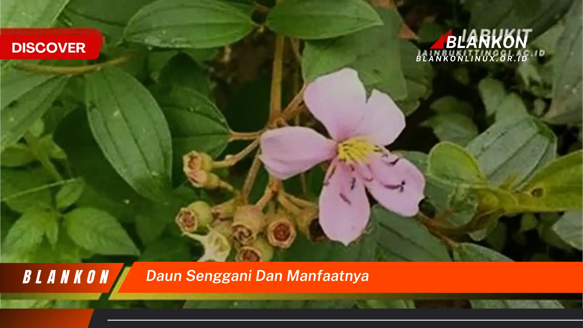 Ketahui 8 Manfaat Daun Senggani yang Jarang Diketahui