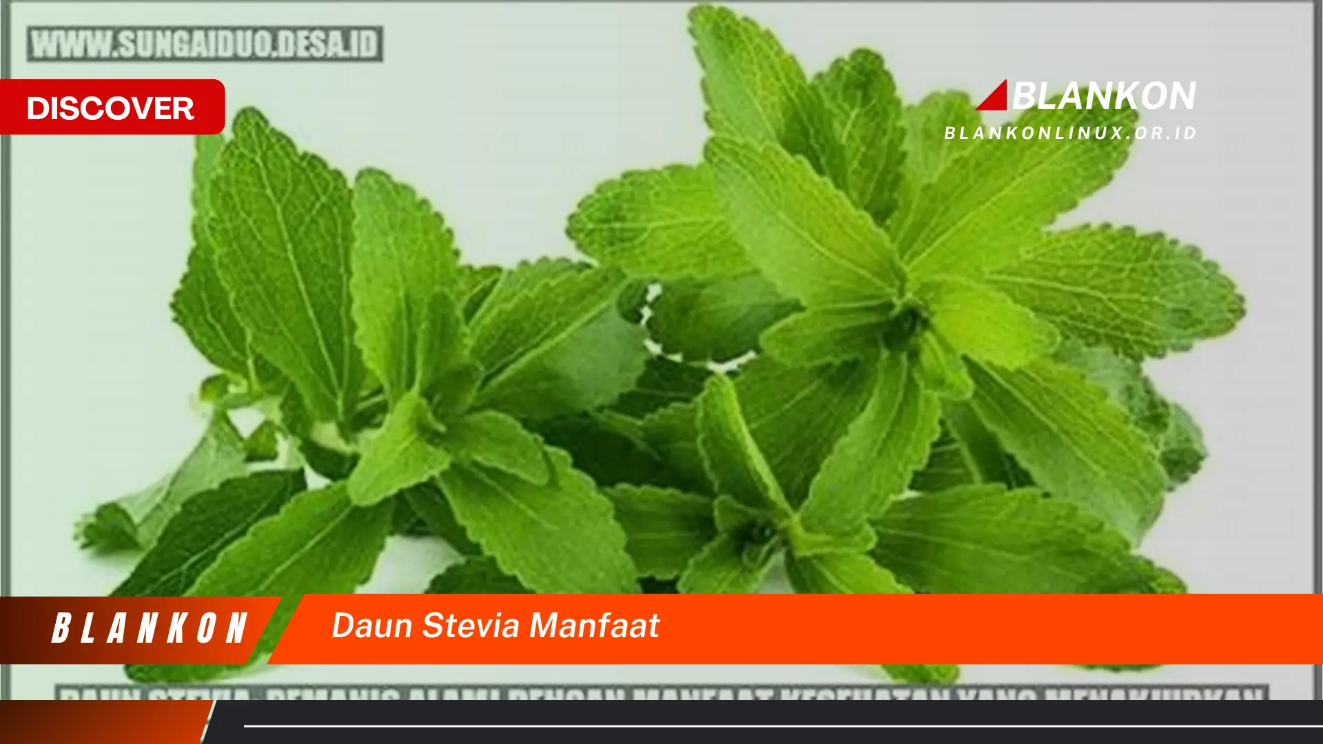 9 Manfaat Daun Stevia: Temukan Keajaiban Alami untuk Kesehatan Anda