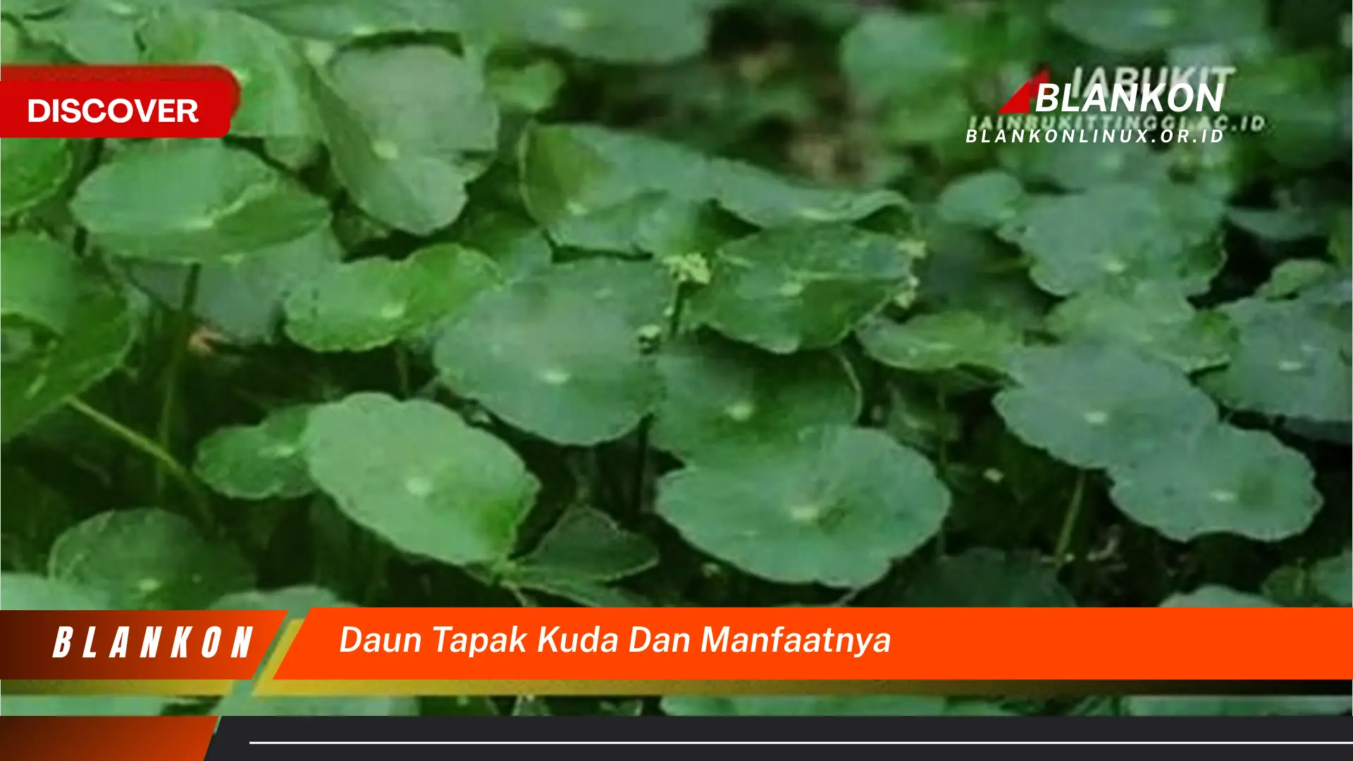 Temukan 7 Manfaat Daun Tapak Kuda untuk Kesehatan