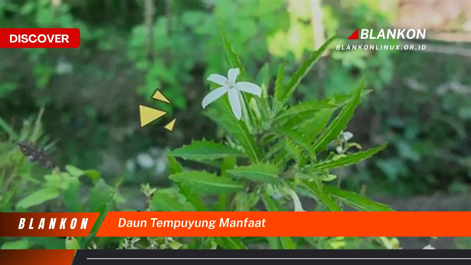 Ketahui 10 Manfaat Daun Tempuyung untuk Kesehatan Ginjal dan Saluran Kemih Anda