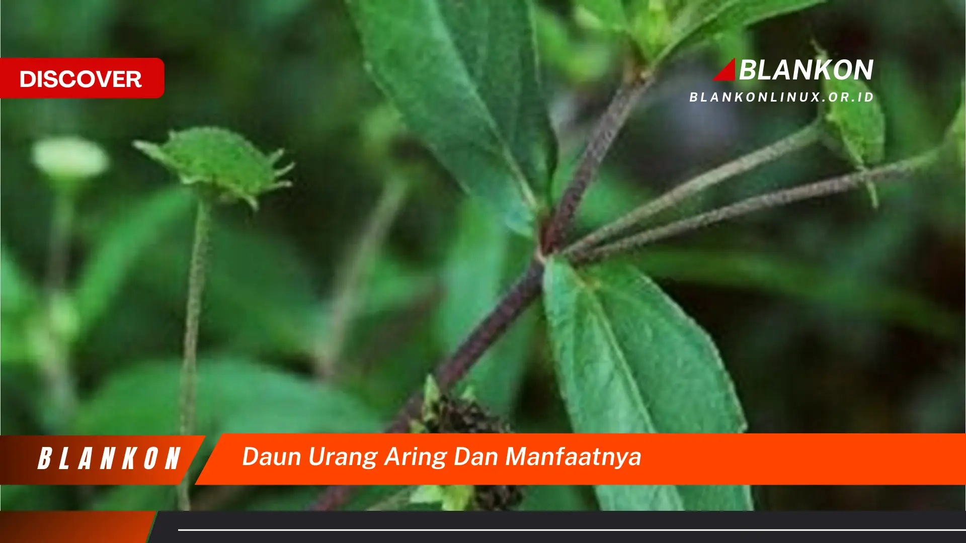 9 Manfaat Daun Urang Aring untuk Kesehatan Anda