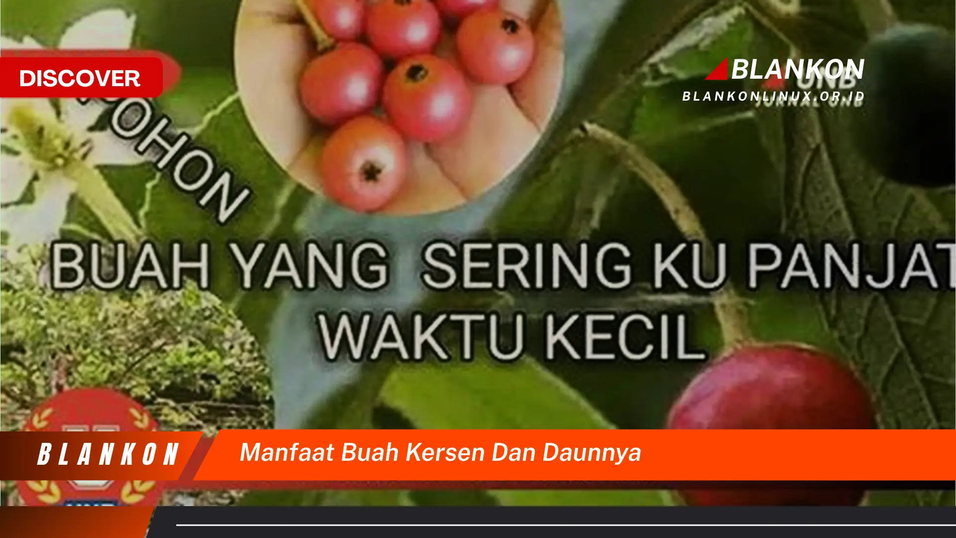 Ketahui 7 Manfaat Buah & Daun Kersen Bagi Kesehatan