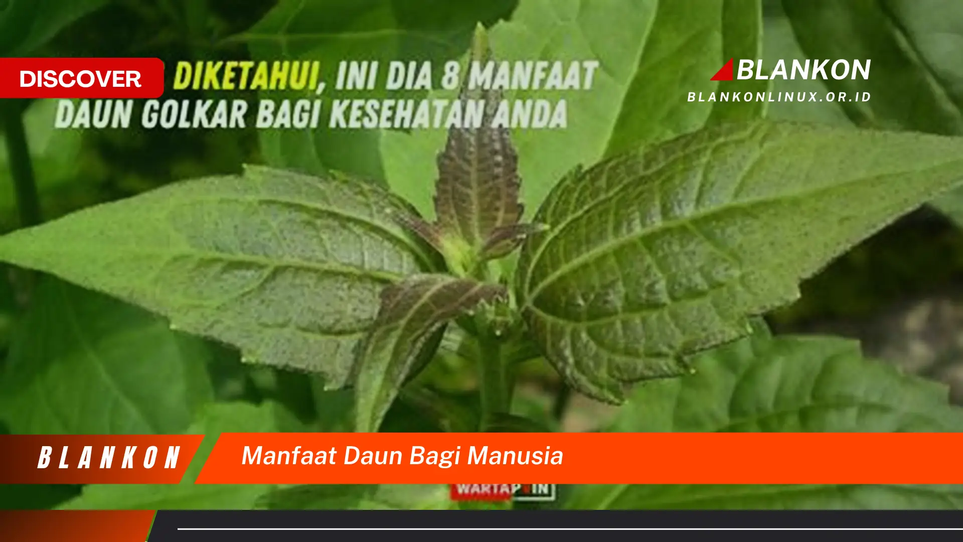 Ketahui 9 Manfaat Daun Bagi Manusia,  Dari Kesehatan Hingga Kehidupan Sehari,hari