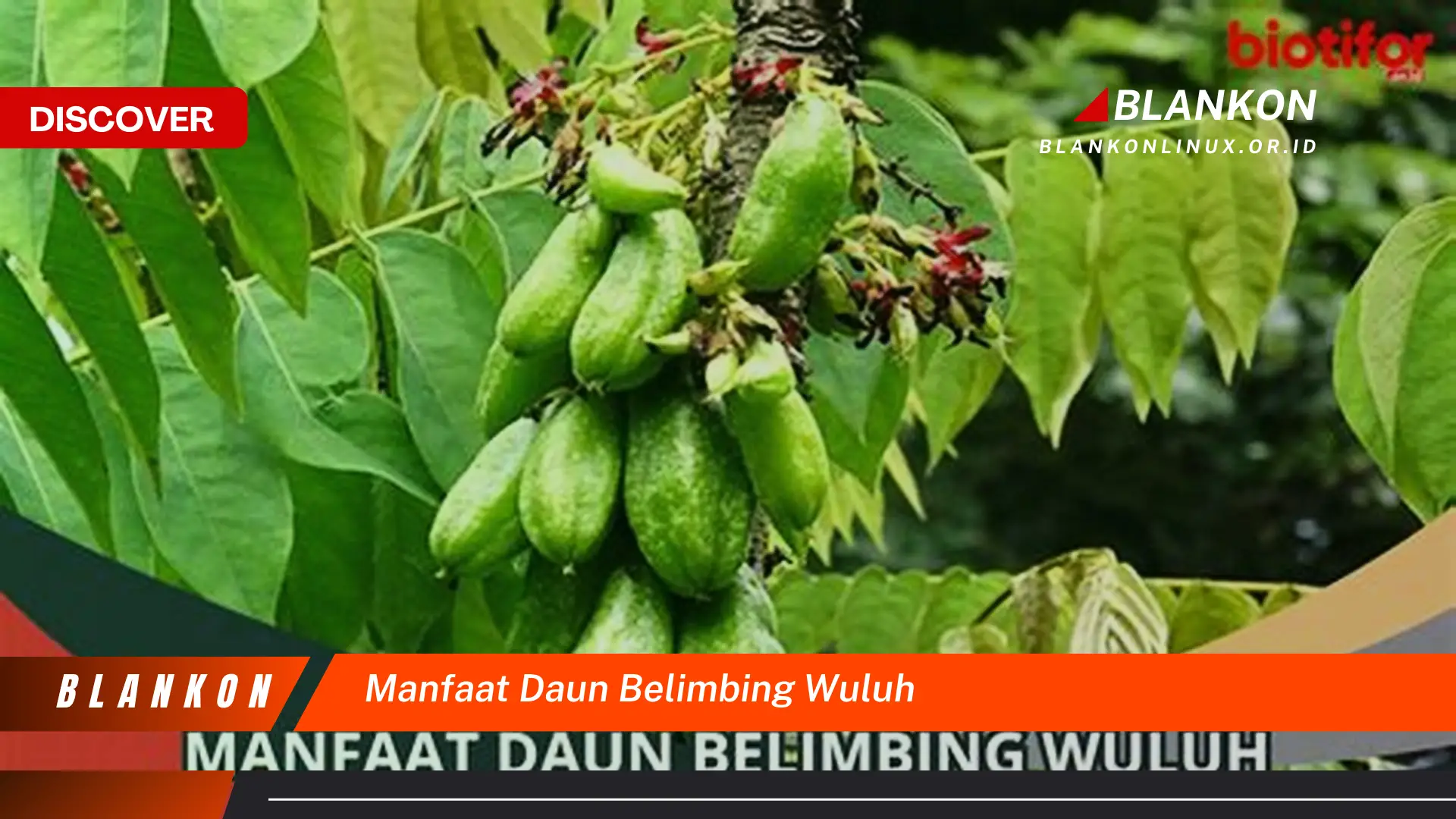 Temukan 7 Manfaat Daun Belimbing Wuluh Tersembunyi