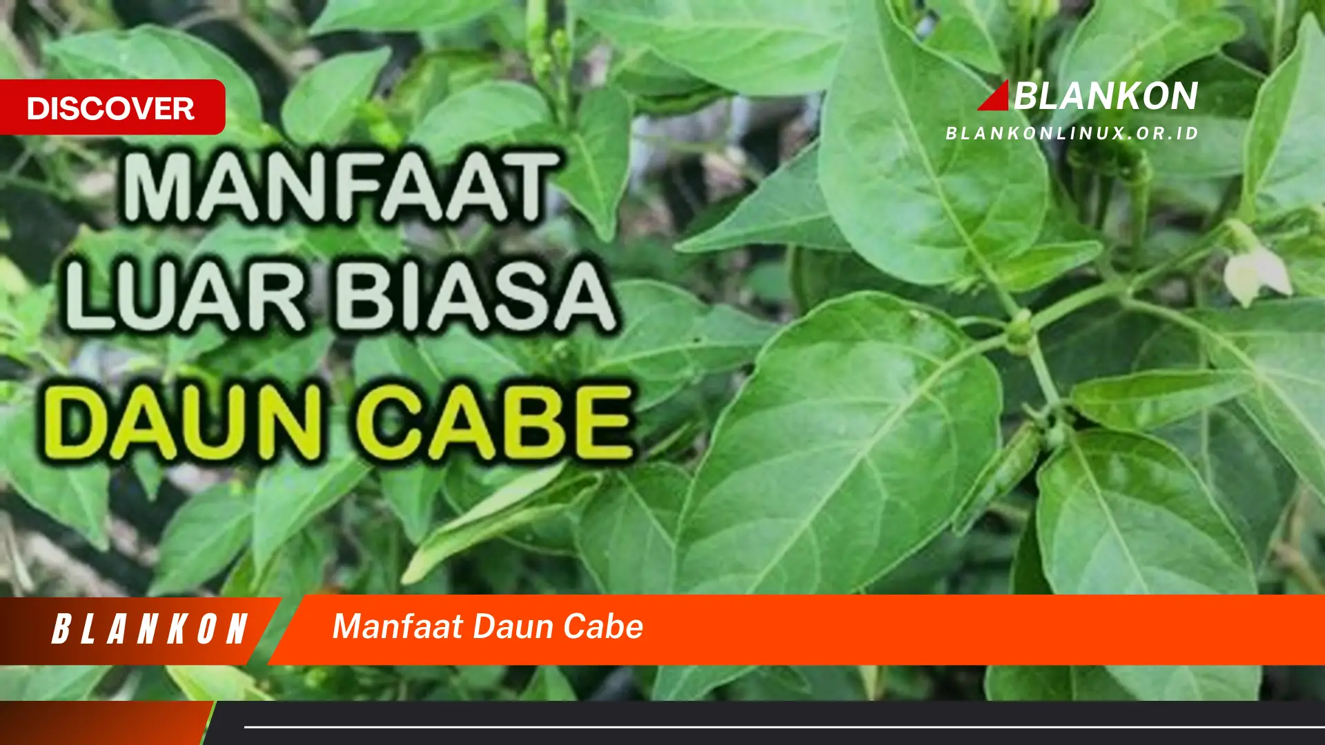 Temukan 7 Manfaat Daun Cabe yang Mengejutkan