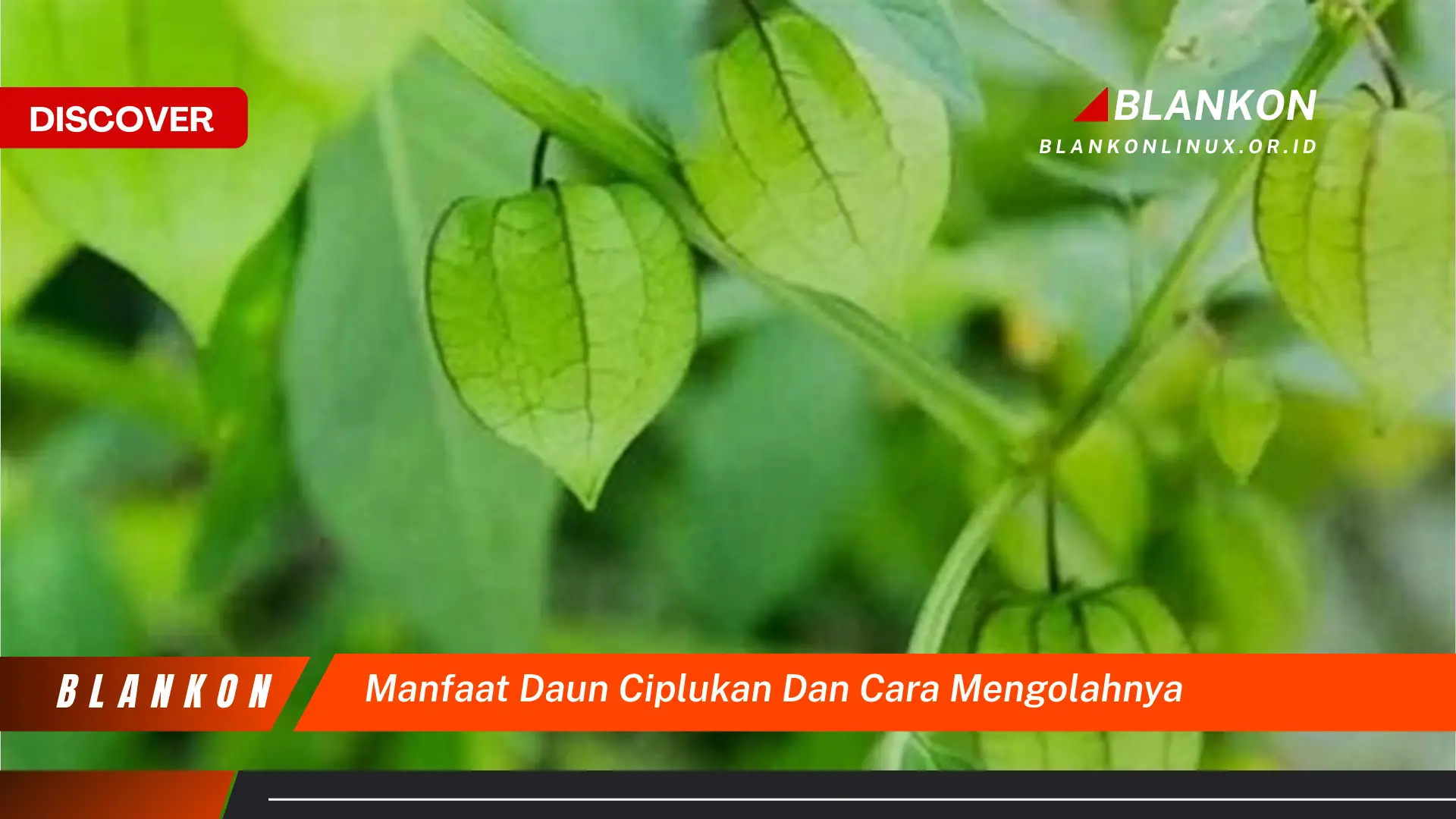 Ketahui 7 Manfaat Daun Ciplukan & Cara Mengolahnya