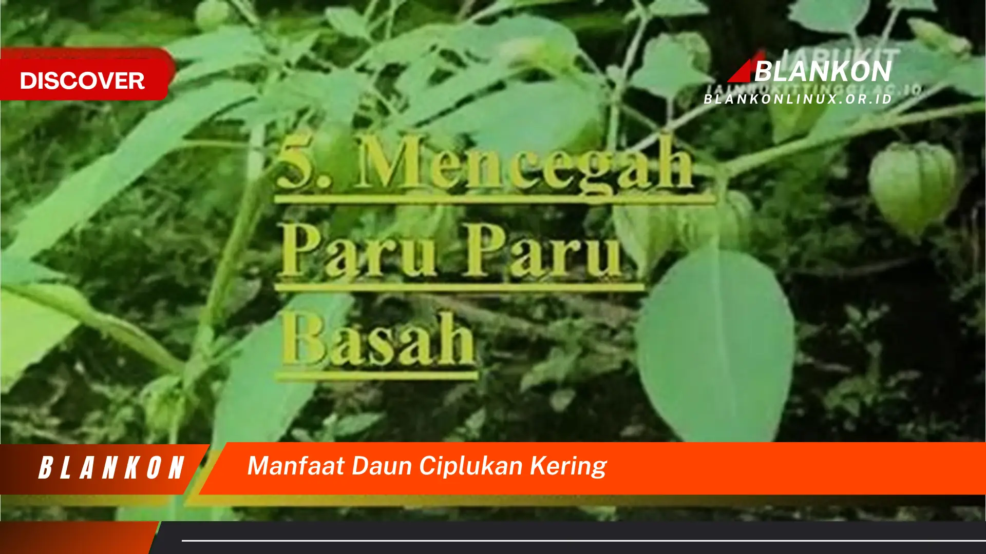 Ketahui 10 Manfaat Daun Ciplukan Kering untuk Kesehatan dan Cara Mengolahnya