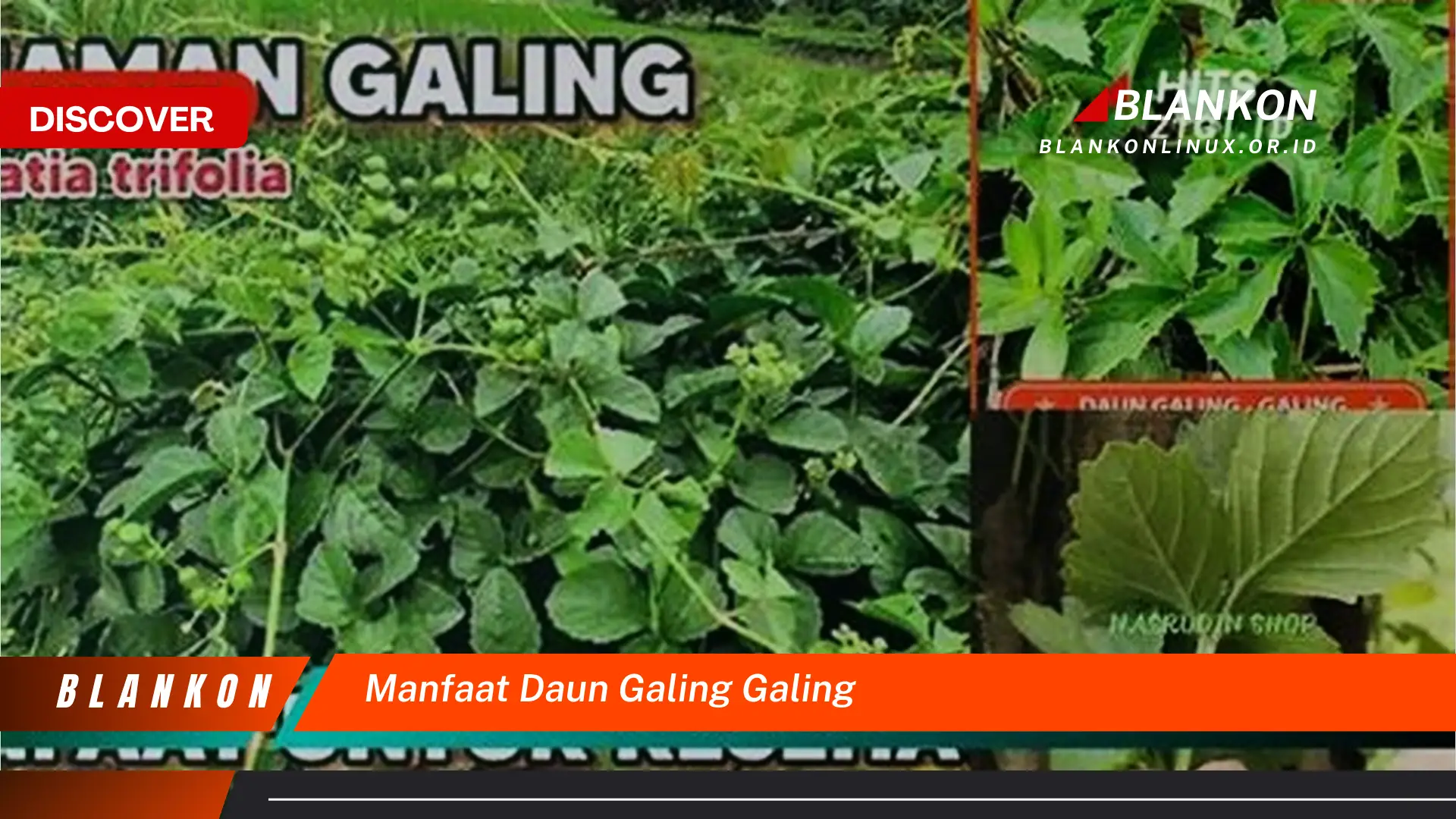 Ketahui 7 Manfaat Daun Galing Galing yang Jarang Diketahui