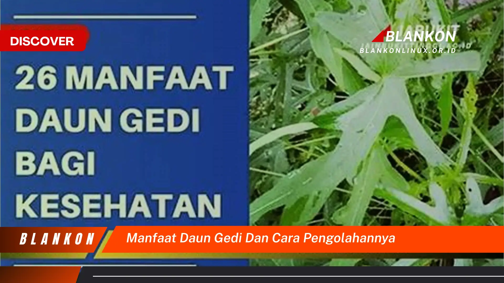 Ketahui 8 Manfaat Daun Gedi untuk Kesehatan dan Cara Mengolahnya dengan Mudah