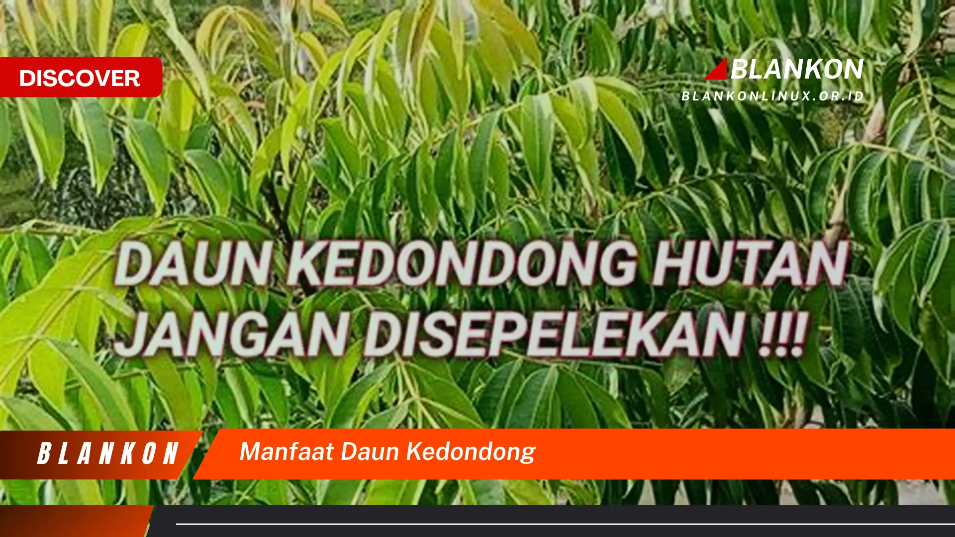 Ketahui 8 Manfaat Daun Kedondong yang Jarang Diketahui