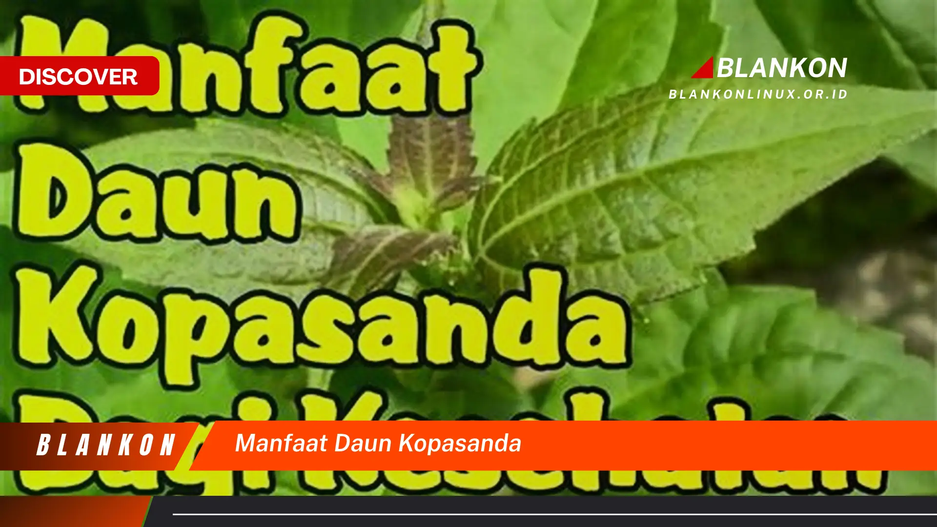 Ketahui 7 Manfaat Daun Kopasanda yang Jarang Diketahui