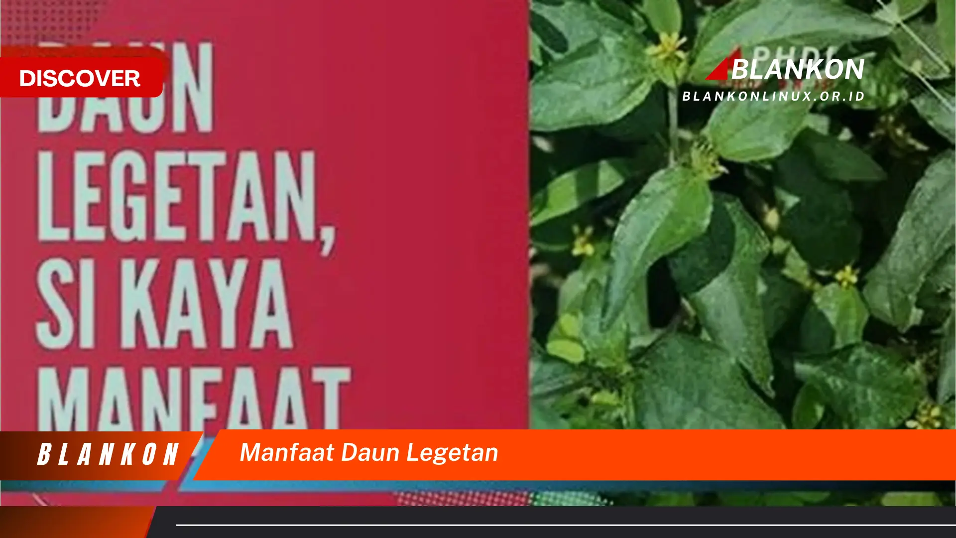 Ketahui 10 Manfaat Daun Legetan untuk Kesehatan Anda