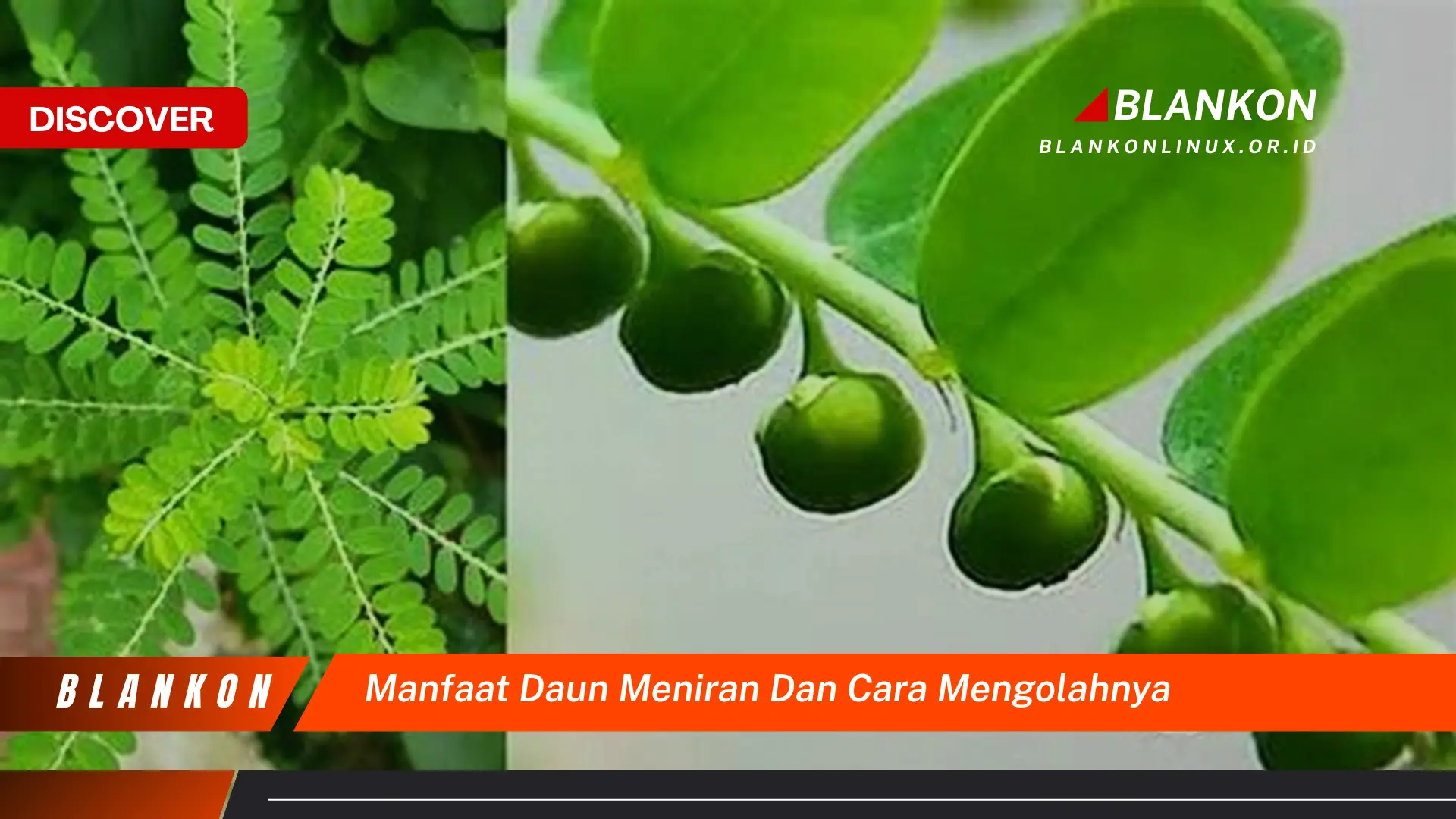 Ketahui 10 Manfaat Daun Meniran untuk Kesehatan dan Cara Mengolahnya dengan Mudah