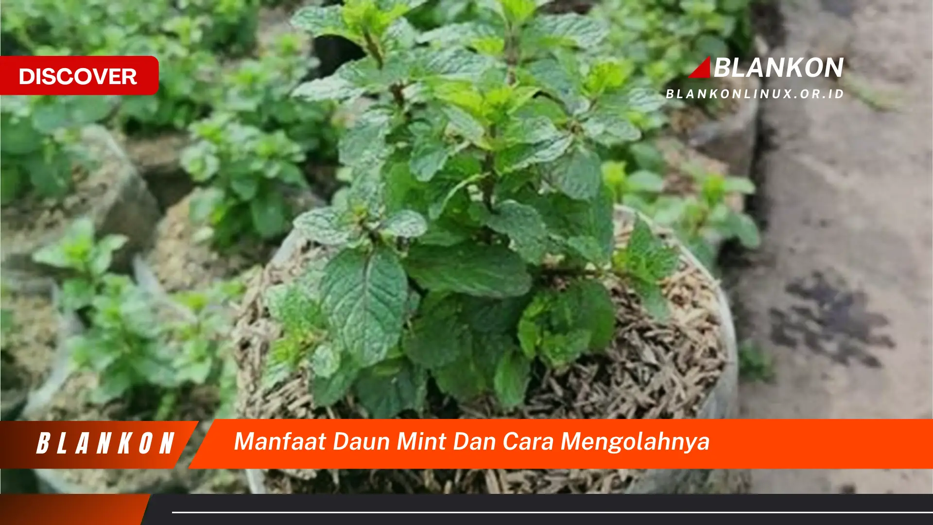 9 Manfaat Daun Mint + Cara Mengolahnya dengan Mudah