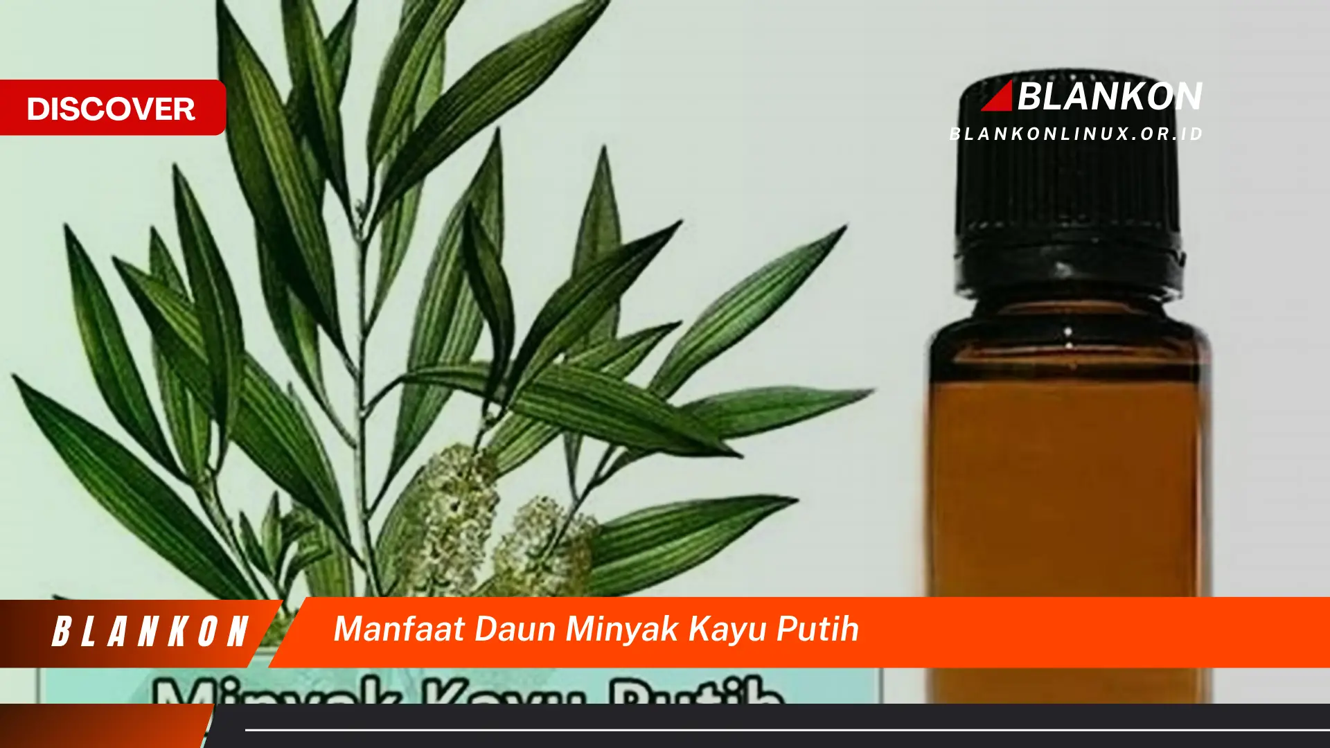 Ketahui 7 Manfaat Daun Minyak Kayu Putih yang Jarang Diketahui