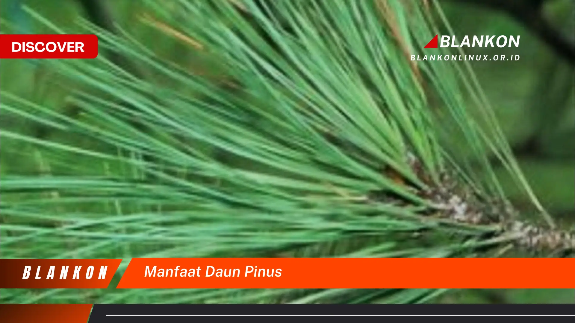 Ketahui 10 Manfaat Daun Pinus untuk Kesehatan, Dari Pernapasan Hingga Relaksasi