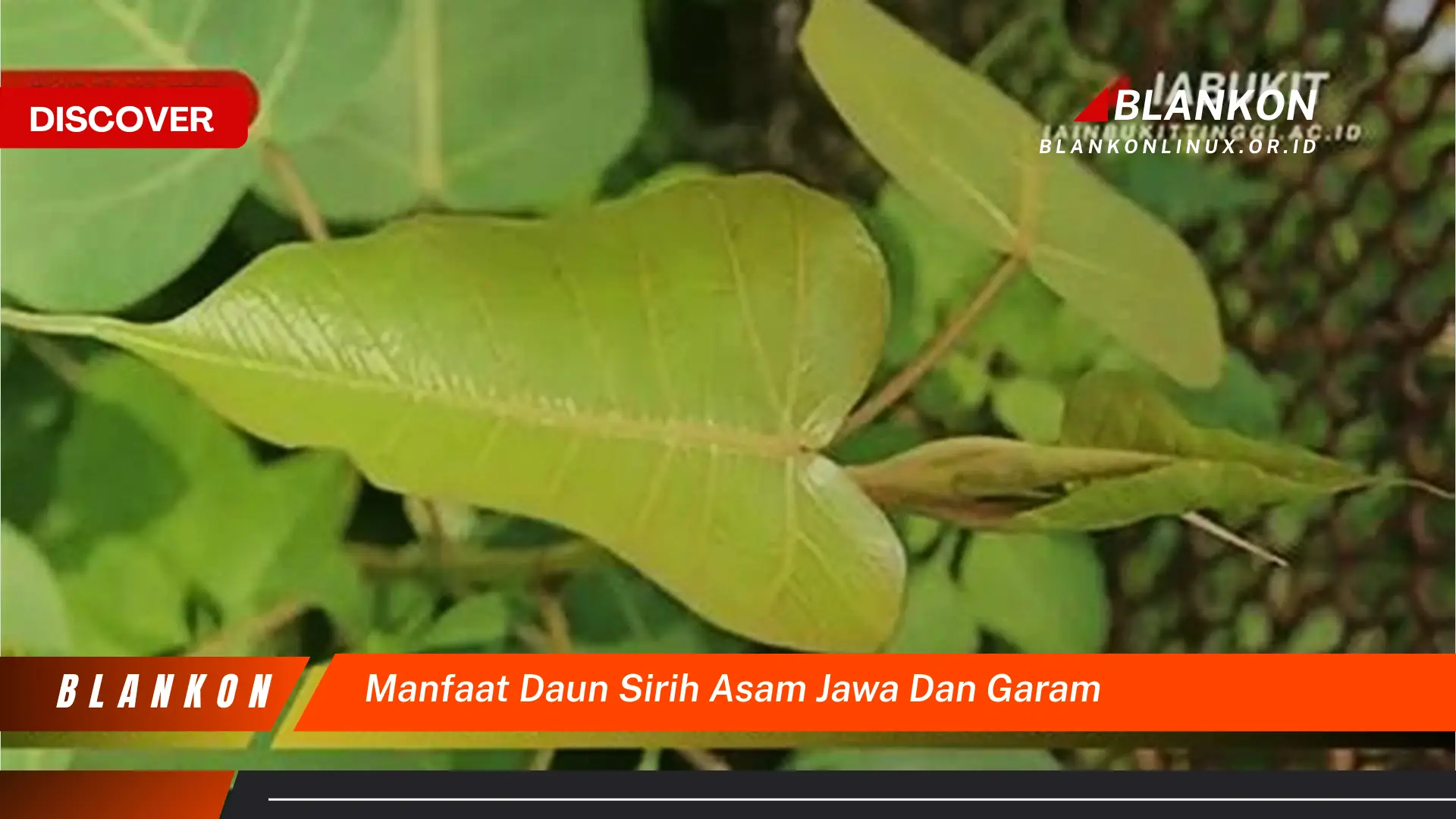 Ketahui 8 Manfaat Daun Sirih, Asam Jawa, dan Garam untuk Kesehatan dan Kecantikan