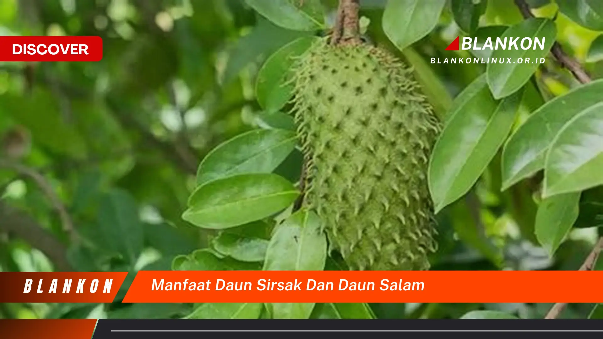 Temukan Manfaat Daun Sirsak & Daun Salam