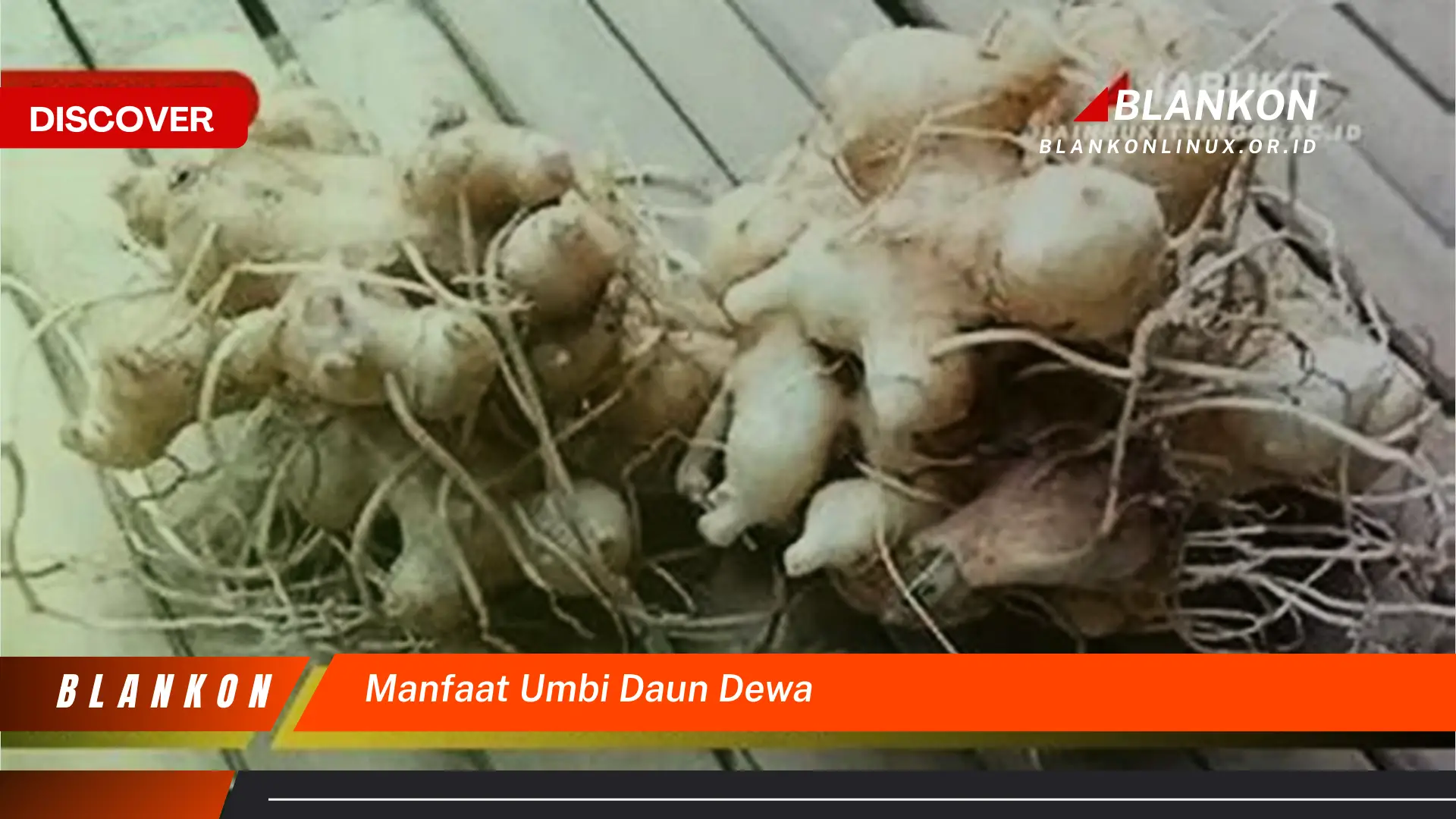 Ketahui 7 Manfaat Umbi Daun Dewa untuk Kesehatan