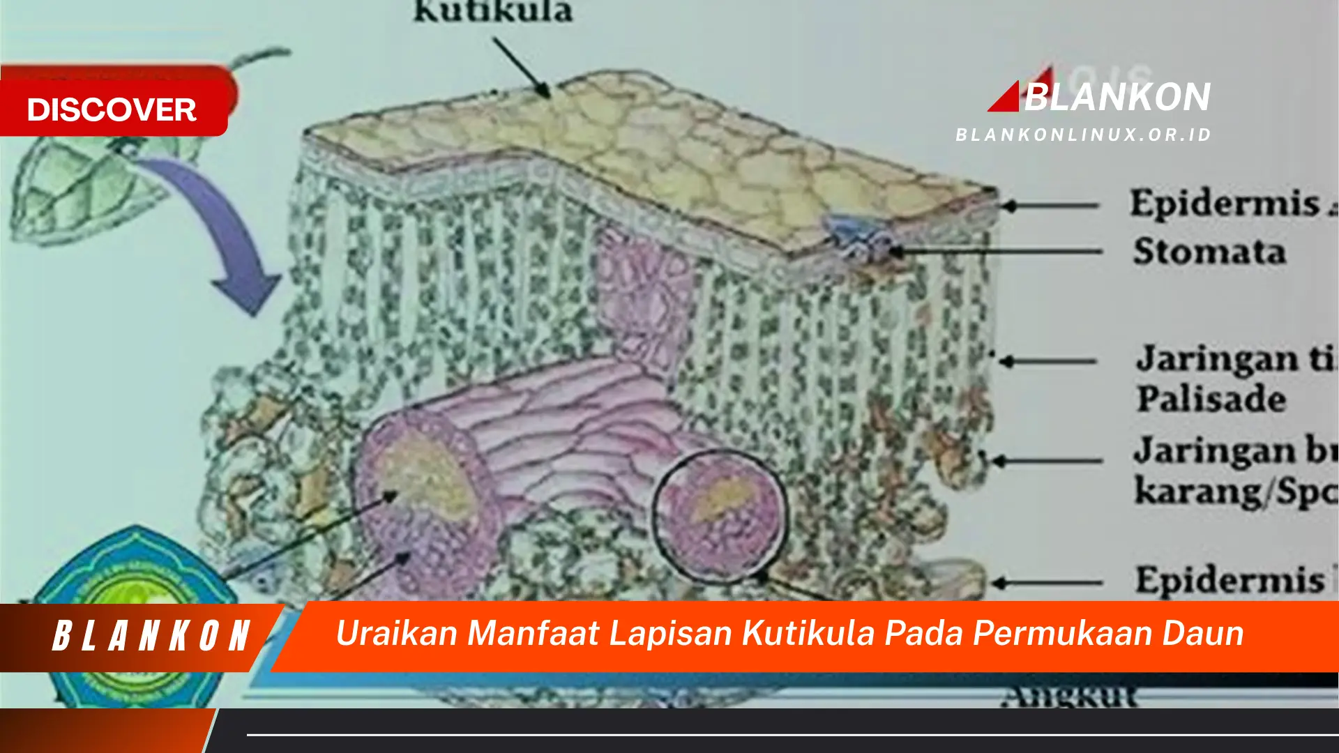 Ketahui 7 Manfaat Lapisan Kutikula Daun yang Jarang Diketahui