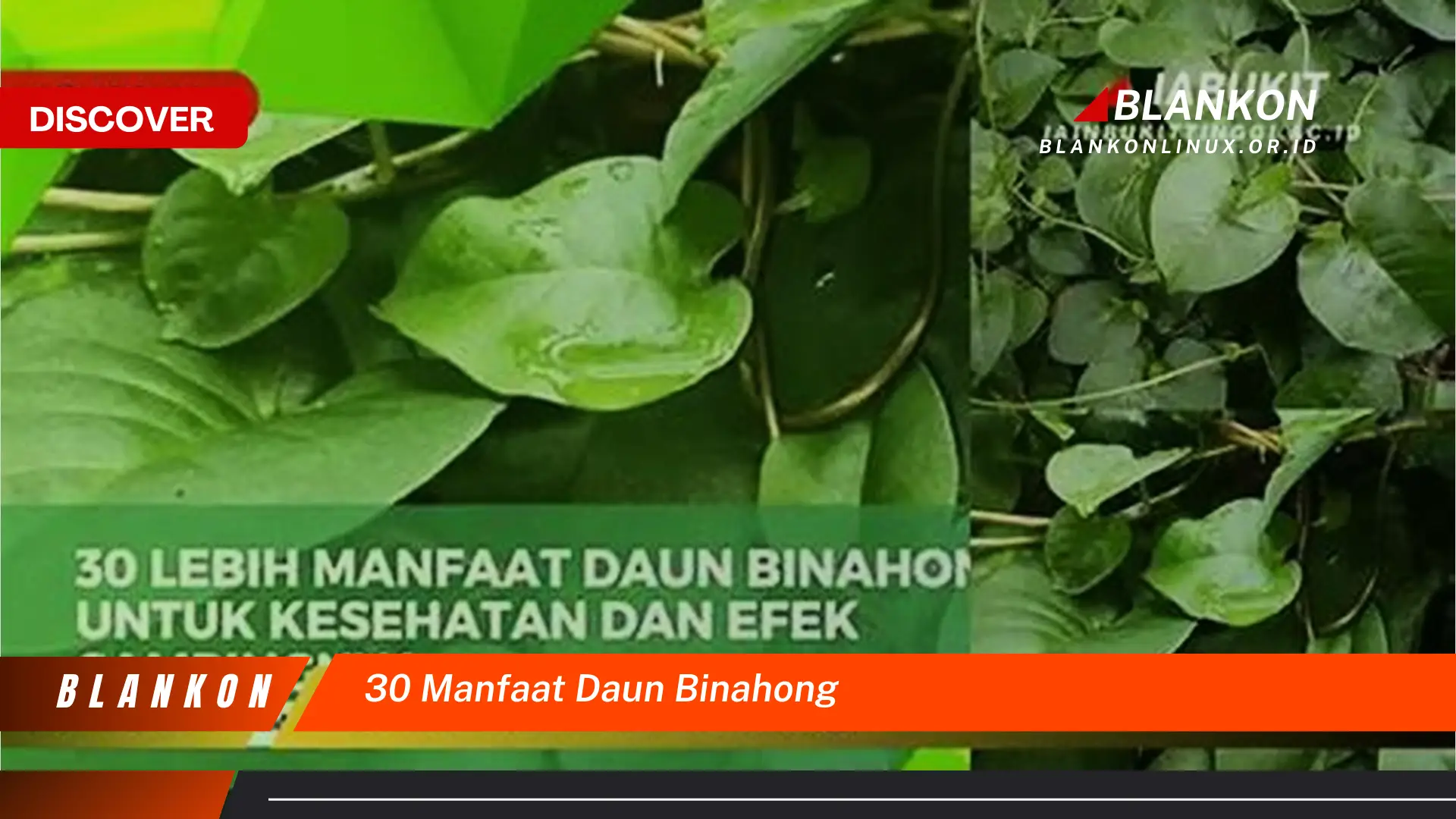 30 manfaat daun binahong