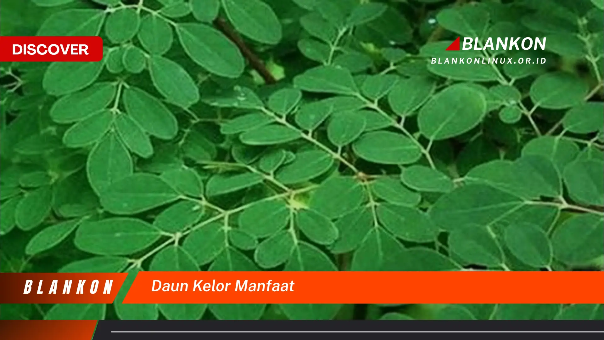 daun kelor manfaat