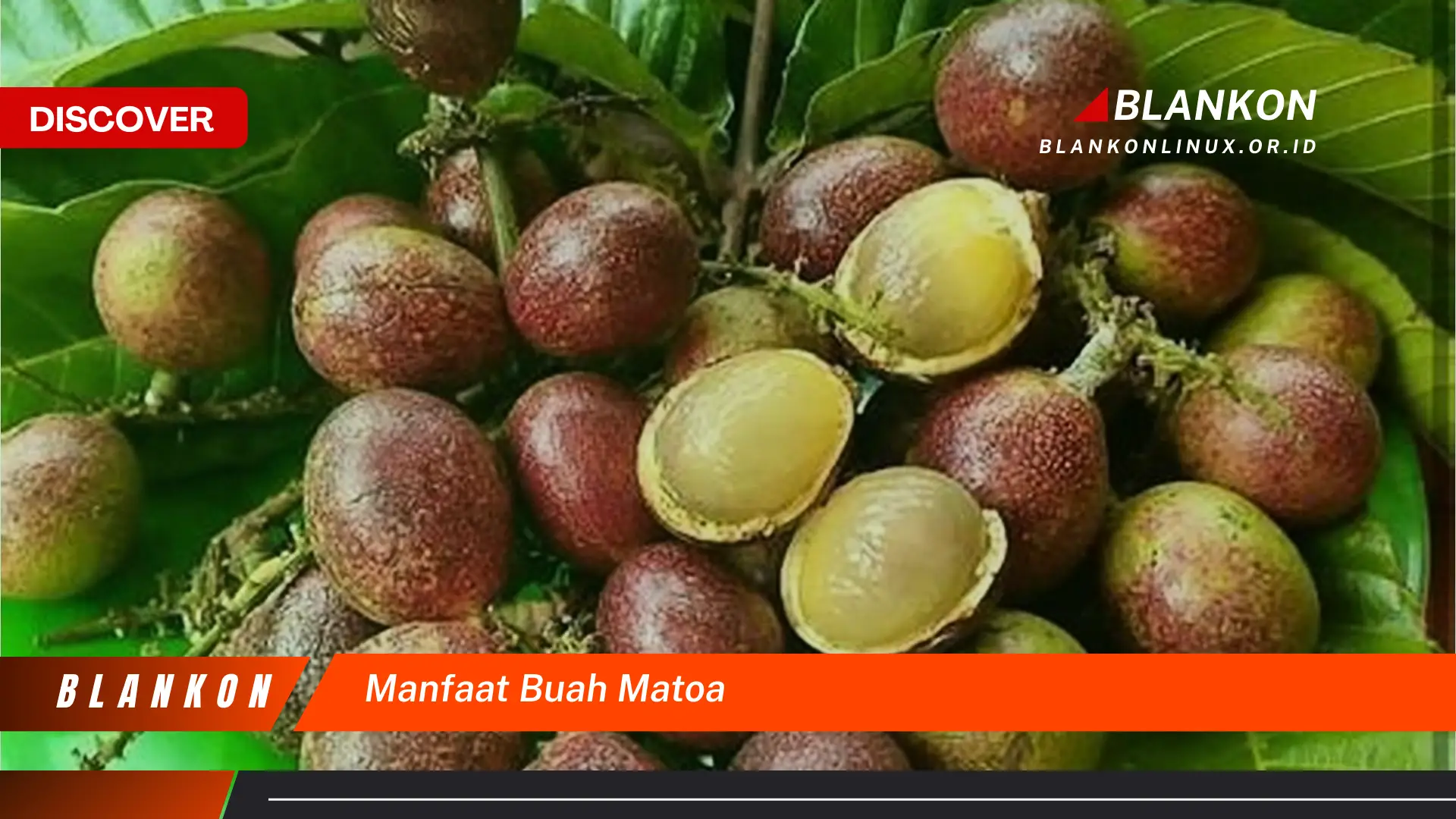 manfaat buah matoa