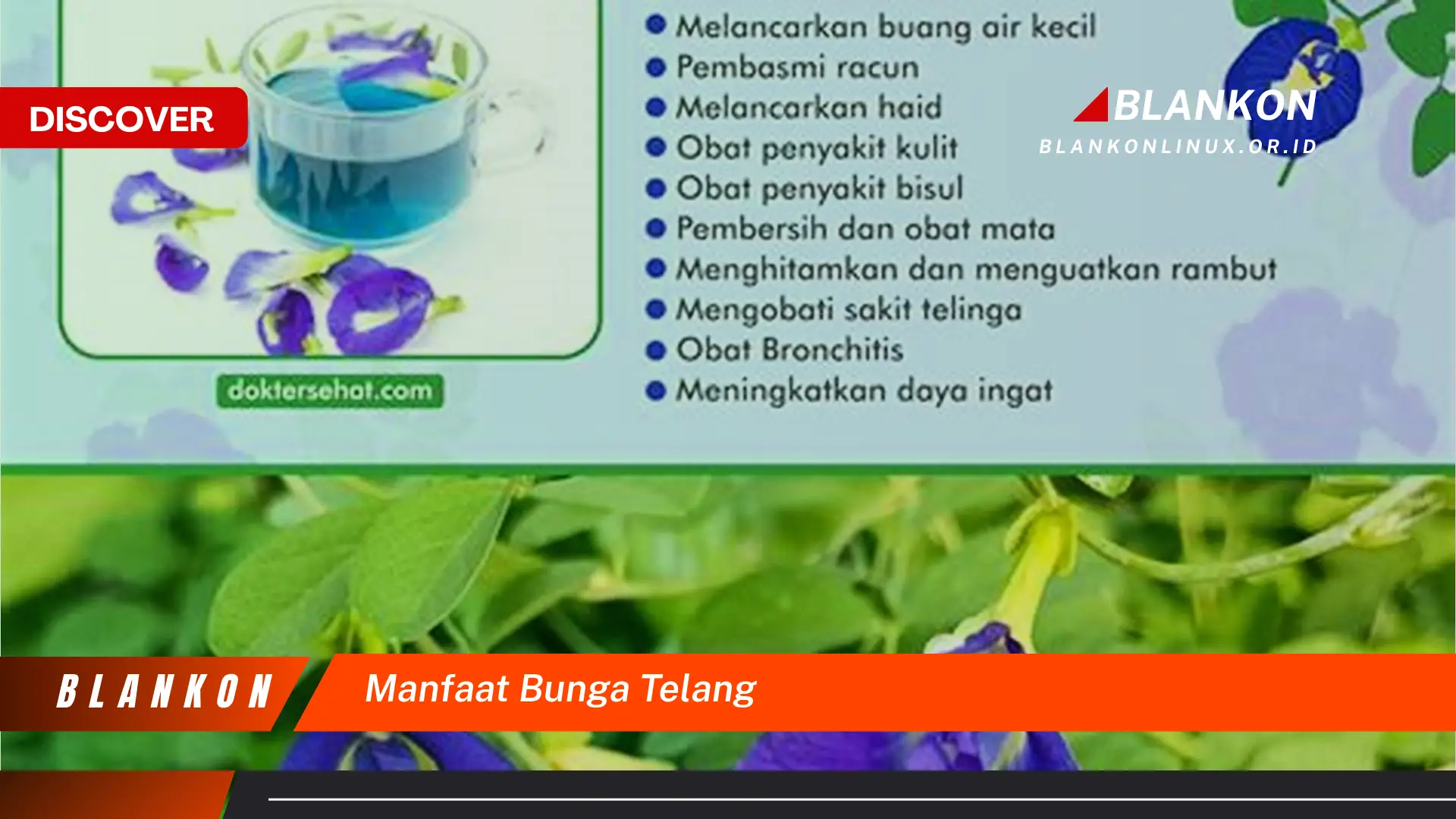 manfaat bunga telang