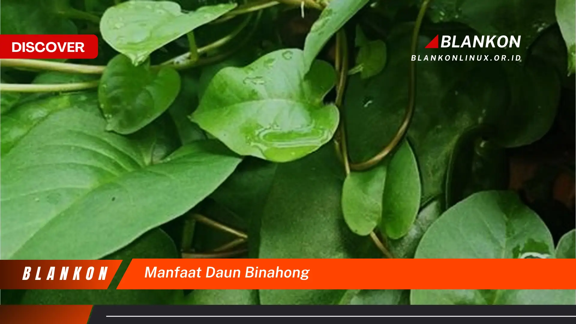 manfaat daun binahong