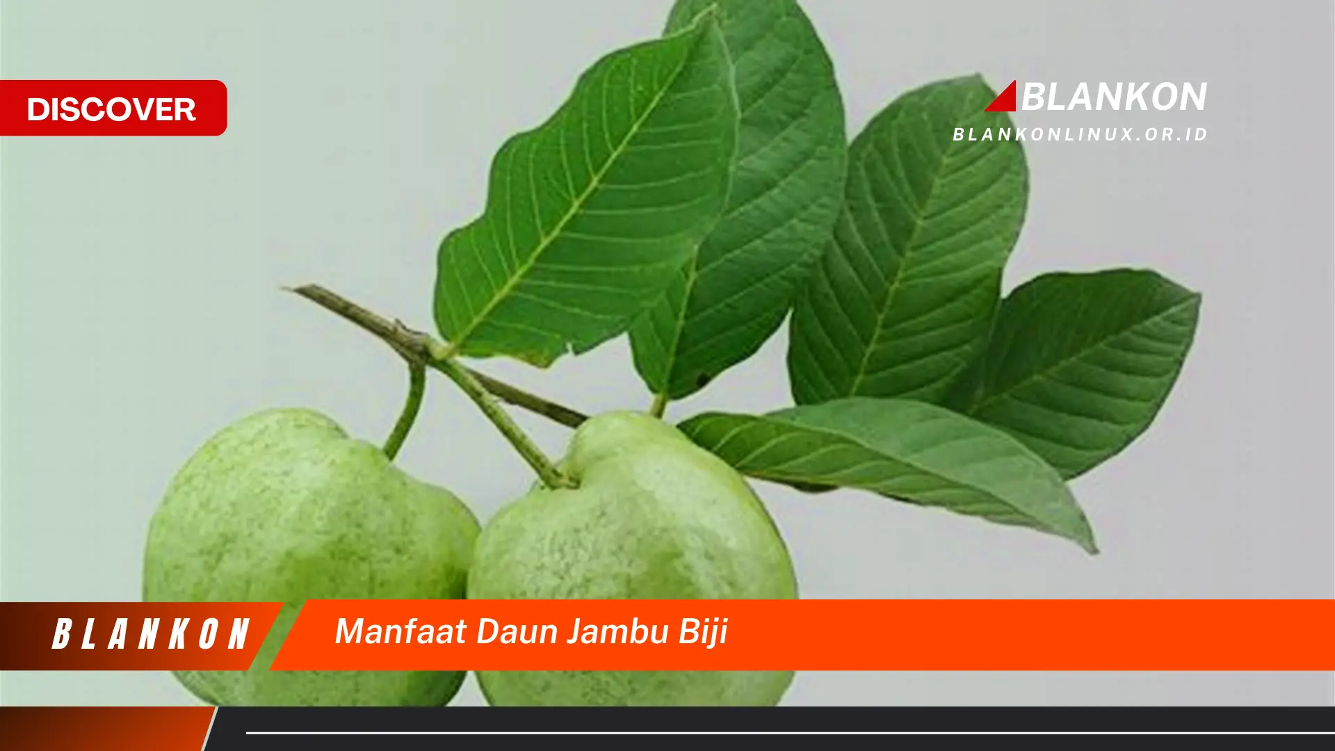 manfaat daun jambu biji