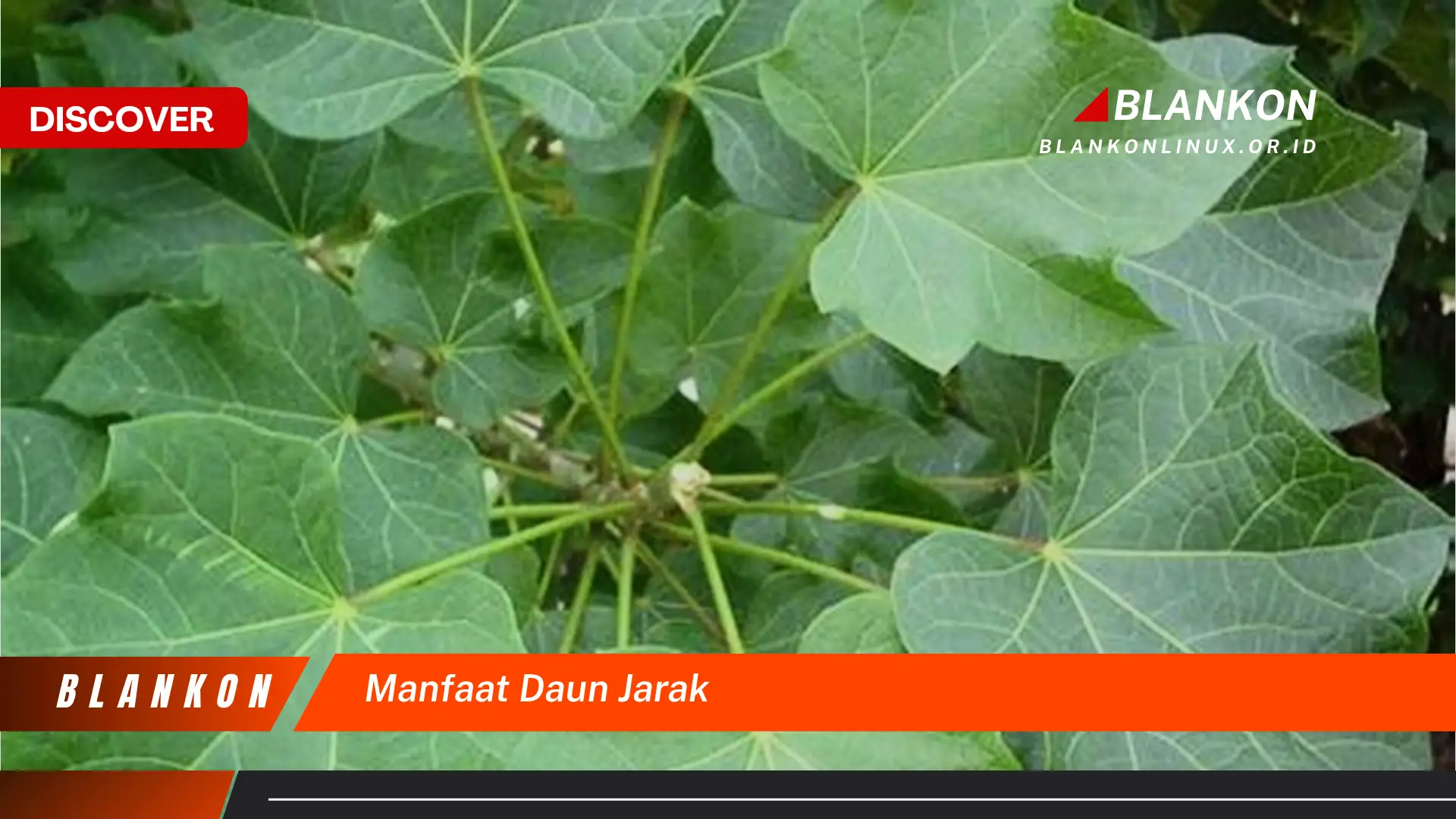 manfaat daun jarak