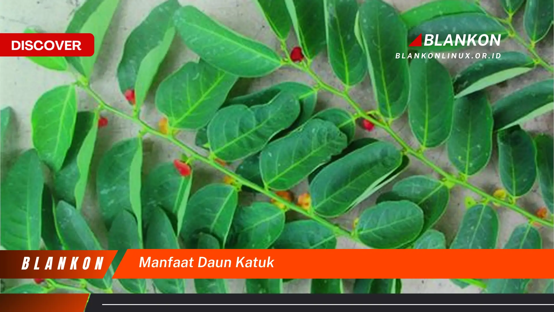 manfaat daun katuk