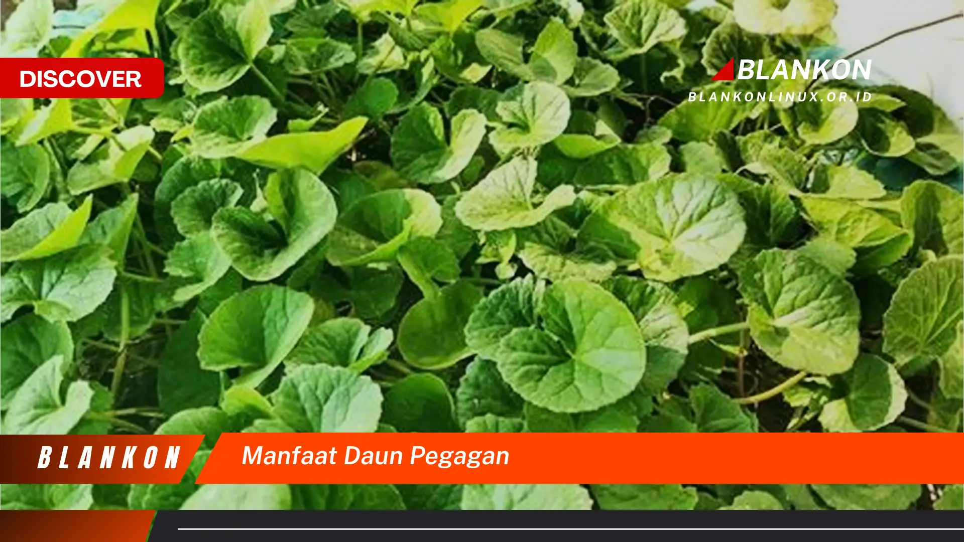 manfaat daun pegagan