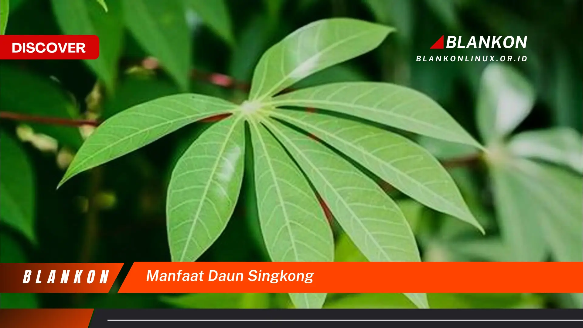 manfaat daun singkong