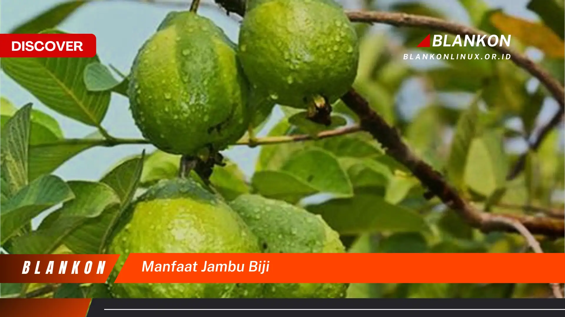 manfaat jambu biji